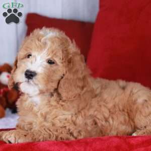 COLBY, Mini Golden Mountain Doodle Puppy